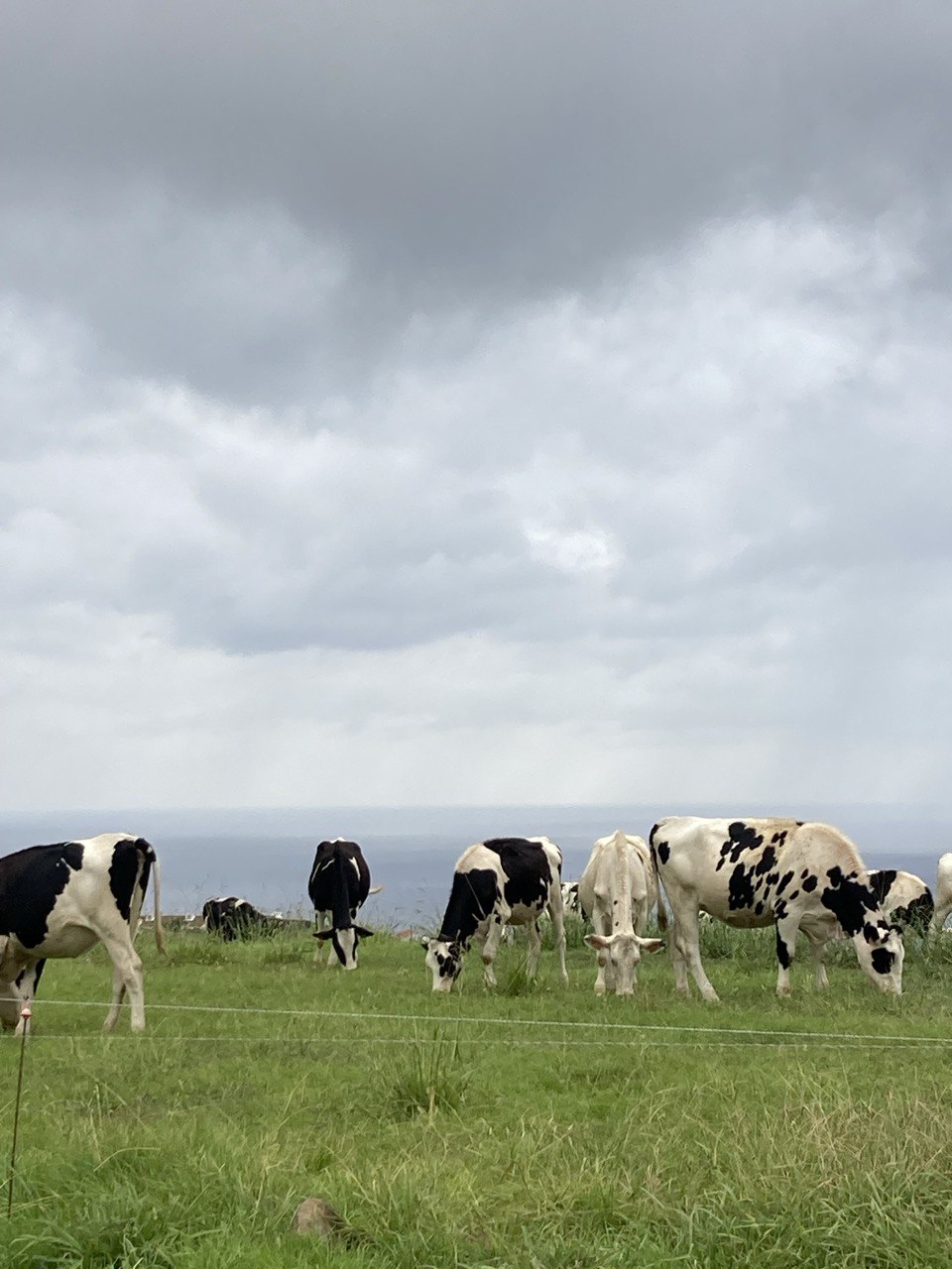 Eco-retreat Portugal - green pasture with cows and panoramic ocean view, ecological tourism