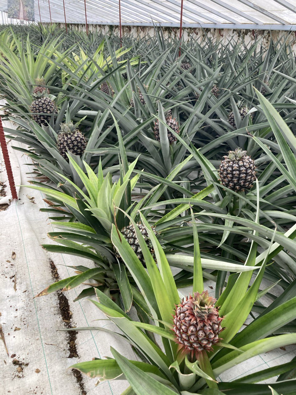 Exotic retreat in Azores Islands - unique pineapple plantation in greenhouse, local culture
